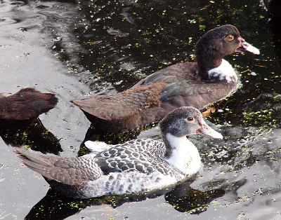 [Two ducklings are swimming side by side to the right. The top duckling has an all dark head with a patch of white on its lower neck. Its back is all dark and its tail feathers are short. The other duckling has long tail feathers and its coloring is variegated white and black. The front and sides of its neck are pure white. Its head is a medium brown and much lighter than the other duckling.]